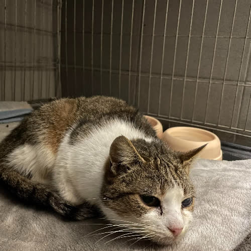 Koty ze schroniska do adopcji HELA (B7)