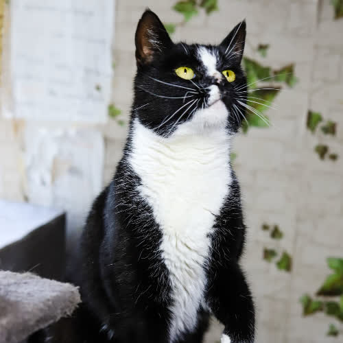 Koty ze schroniska do adopcji Castorama 