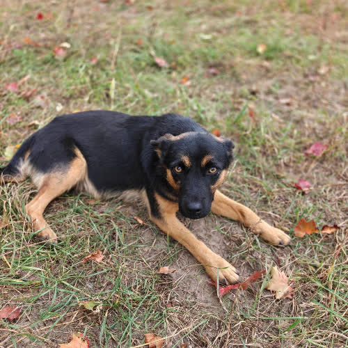 Psy ze schroniska do adopcji Wyspa 
