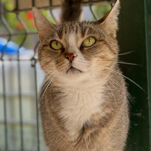 Koty ze schroniska do adopcji Valeria