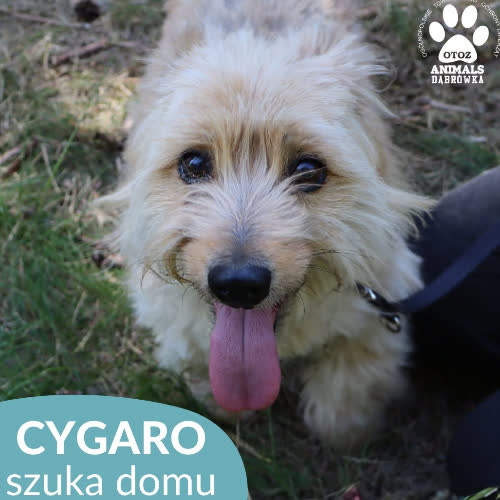 Psy ze schroniska do adopcji Cygaro