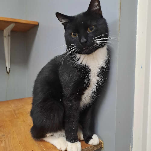 Koty ze schroniska do adopcji Kovu