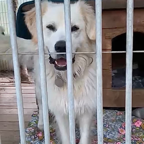 Psy ze schroniska do adopcji Harnaś