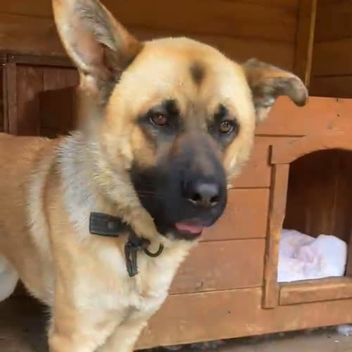 Psy ze schroniska do adopcji Jordan