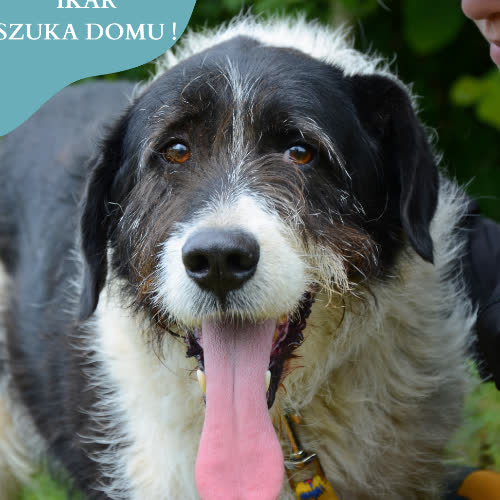 Psy ze schroniska do adopcji IKAR