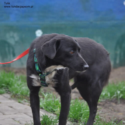 Psy ze schroniska do adopcji Tula