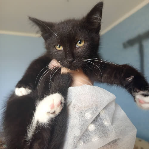 Koty ze schroniska do adopcji Adwokat 