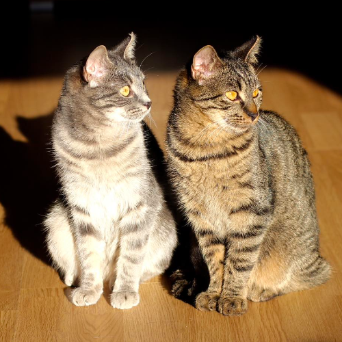 Koty ze schroniska do adopcji Wolt i Wako