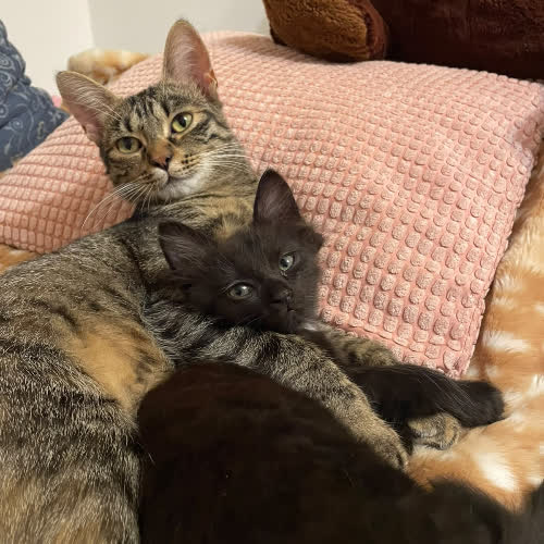 Koty ze schroniska do adopcji Brownie