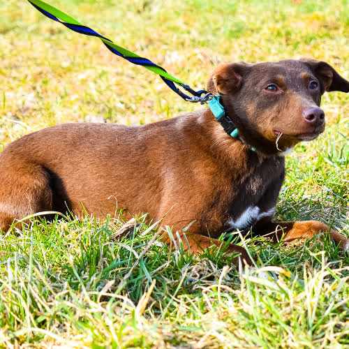 Psy ze schroniska do adopcji Hope