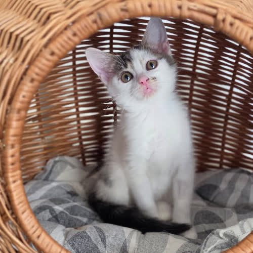 Koty ze schroniska do adopcji Malina