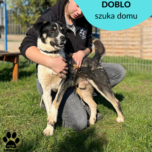 Psy ze schroniska do adopcji Doblo