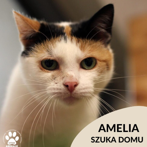 Koty ze schroniska do adopcji Amelia