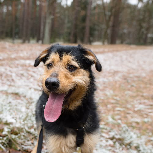 Psy ze schroniska do adopcji Pixel