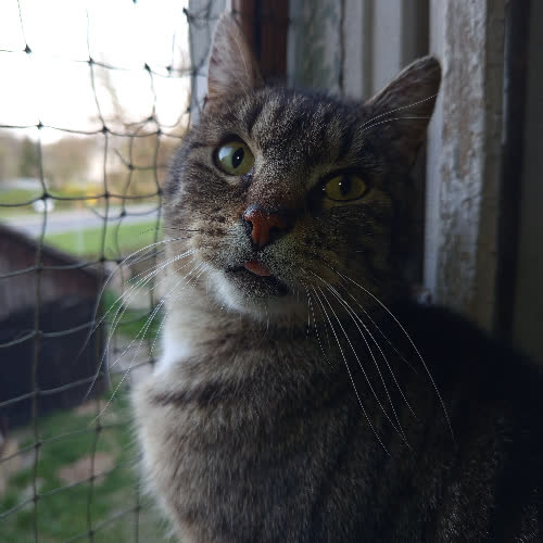 Koty ze schroniska do adopcji Cujo