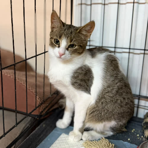 Koty ze schroniska do adopcji Felek