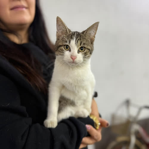 Koty ze schroniska do adopcji Majlo