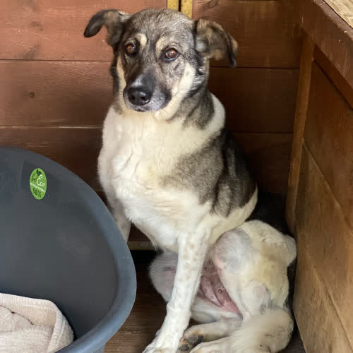 Psy ze schroniska do adopcji Luka