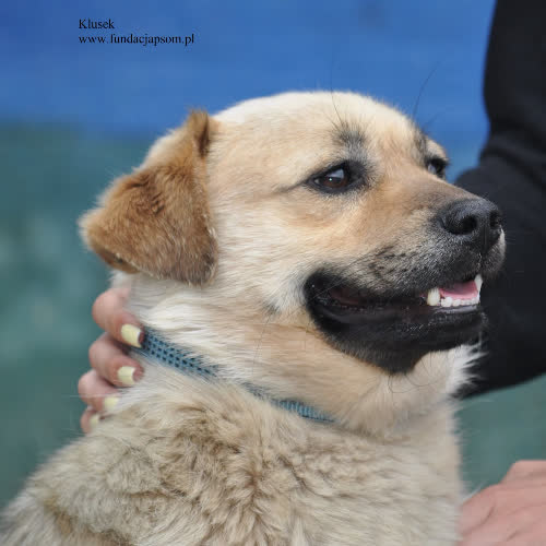 Psy ze schroniska do adopcji Klusek