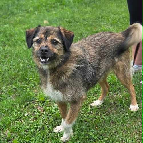 Psy ze schroniska do adopcji Warkocz 