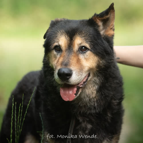 Psy ze schroniska do adopcji FRODO