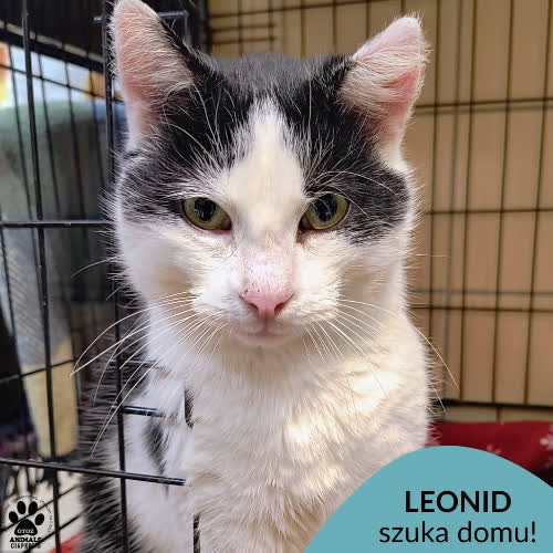 Koty ze schroniska do adopcji Leonid