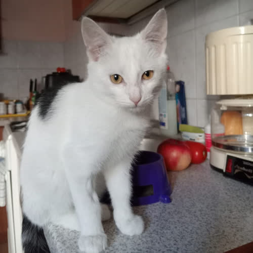 Koty ze schroniska do adopcji Osik