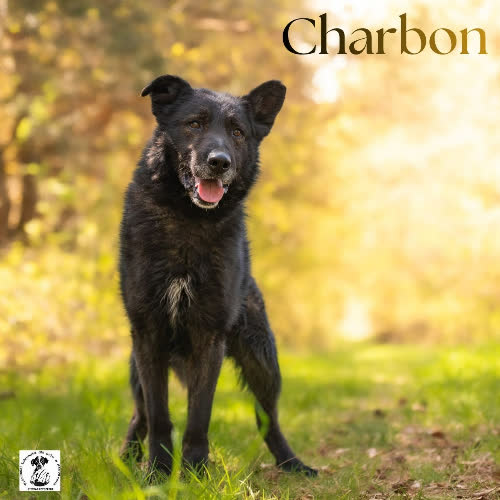 Psy ze schroniska do adopcji Łagodny CHARBON 