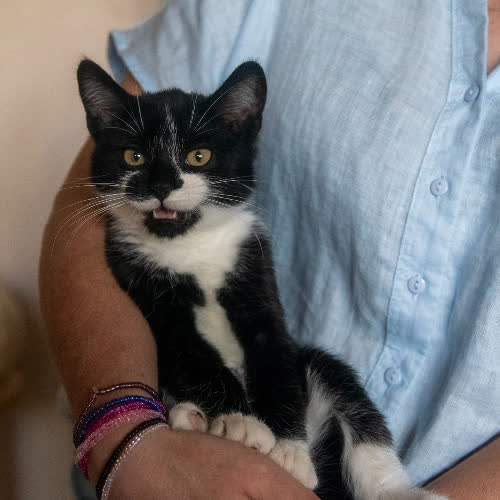 Koty ze schroniska do adopcji Niran