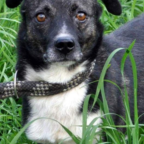 Psy ze schroniska do adopcji Łatek