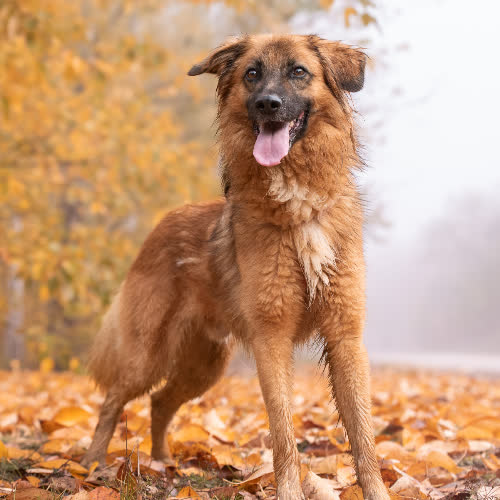 Psy ze schroniska do adopcji Łagodny BAFFLO