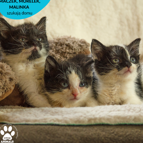 Koty ze schroniska do adopcji Maczek, Morelek i Malinka