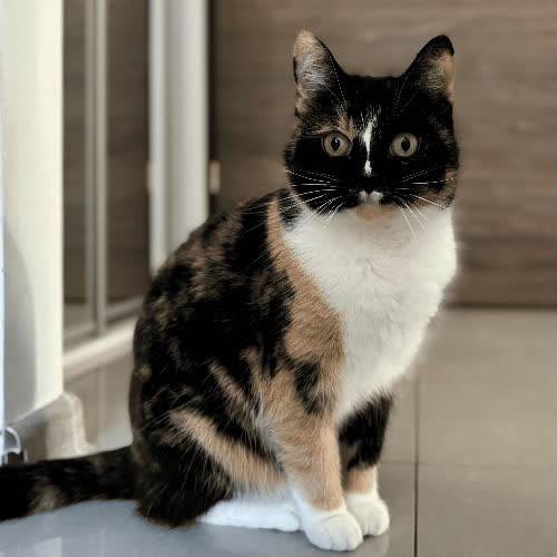 Koty ze schroniska do adopcji Kiara