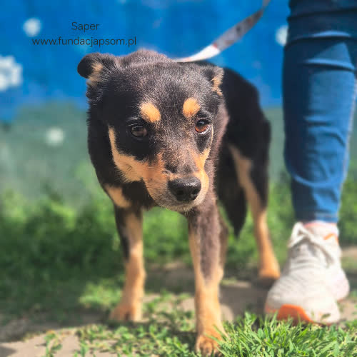 Psy ze schroniska do adopcji Saper