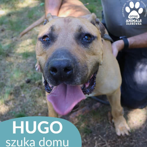 Psy ze schroniska do adopcji Hugo