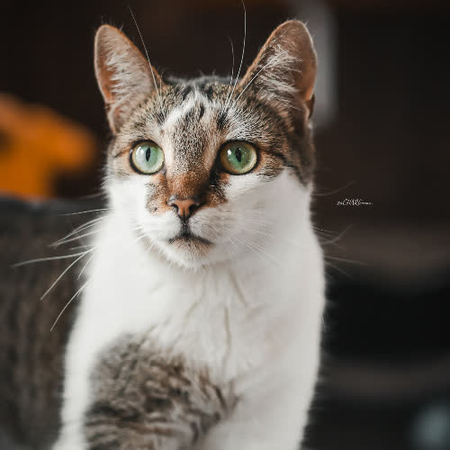 Koty ze schroniska do adopcji Evet