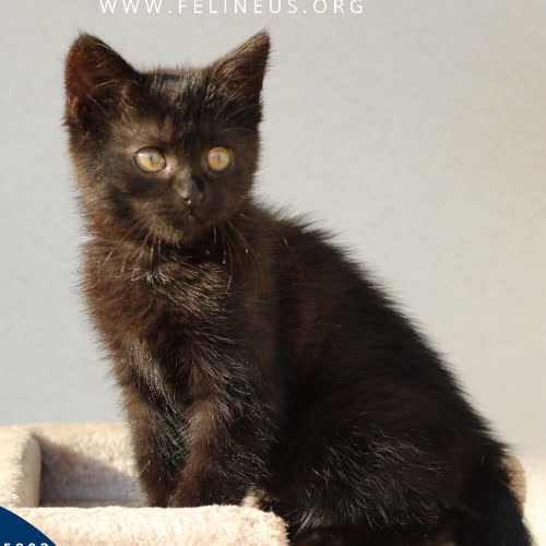 Koty ze schroniska do adopcji Frytka