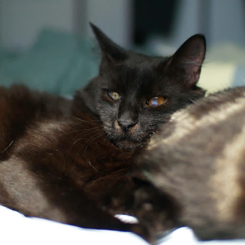 Koty ze schroniska do adopcji Onyx