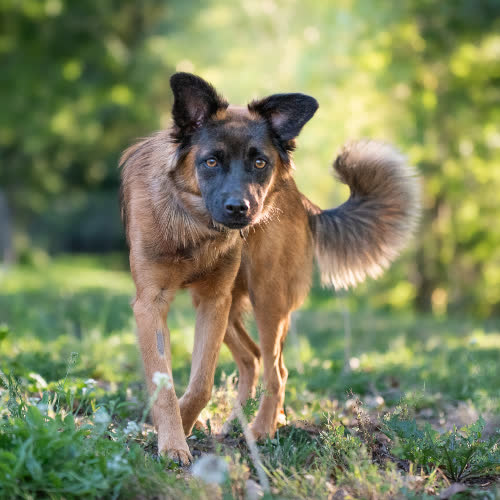 Psy ze schroniska do adopcji Przyjazna KAMELKA