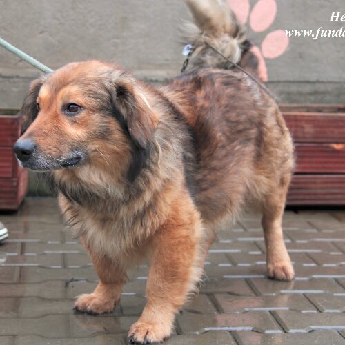 Psy ze schroniska do adopcji Henio