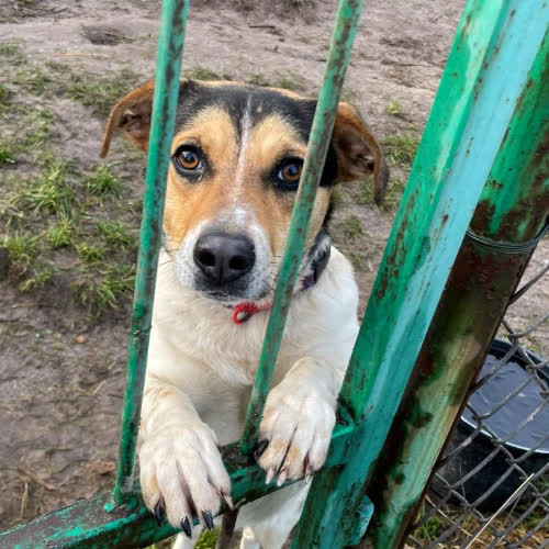 Psy ze schroniska do adopcji Rita