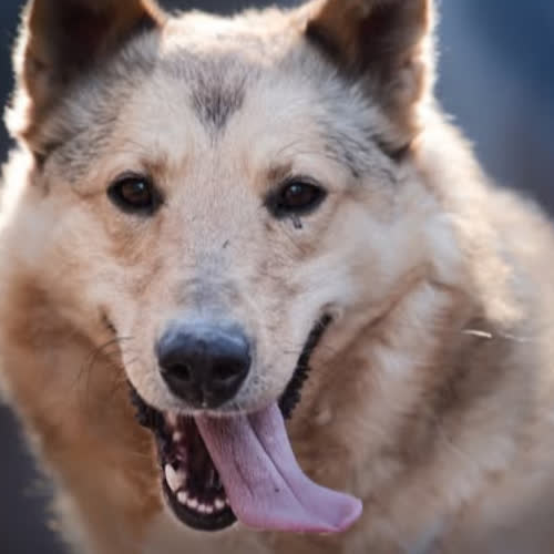 Psy ze schroniska do adopcji Jager