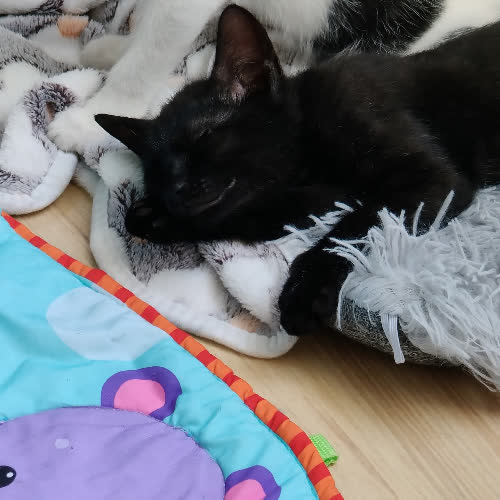 Koty ze schroniska do adopcji Bueno