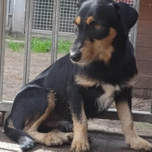 Psy ze schroniska do adopcji KRECIK
