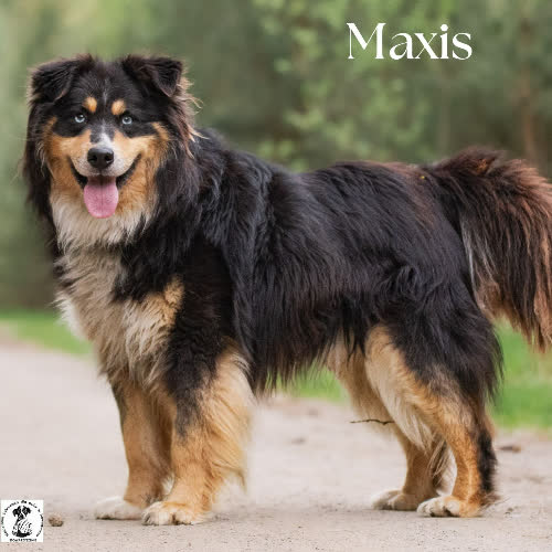 Psy ze schroniska do adopcji Magnetyczny MAXIS