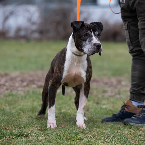 Psy ze schroniska do adopcji Tyson