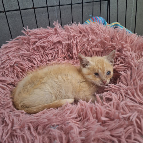 Koty ze schroniska do adopcji Rysia