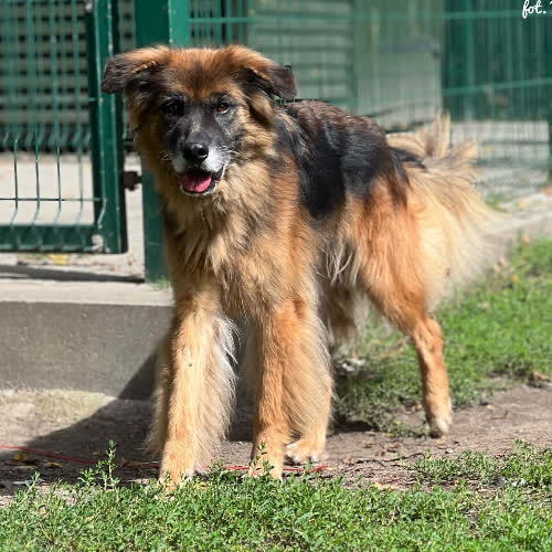 Psy ze schroniska do adopcji Perła