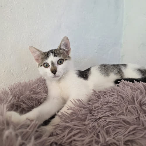 Koty ze schroniska do adopcji Rubia