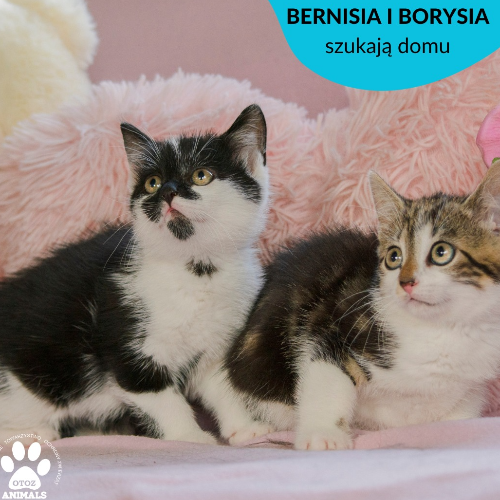 Koty ze schroniska do adopcji Bernisia i Borysia